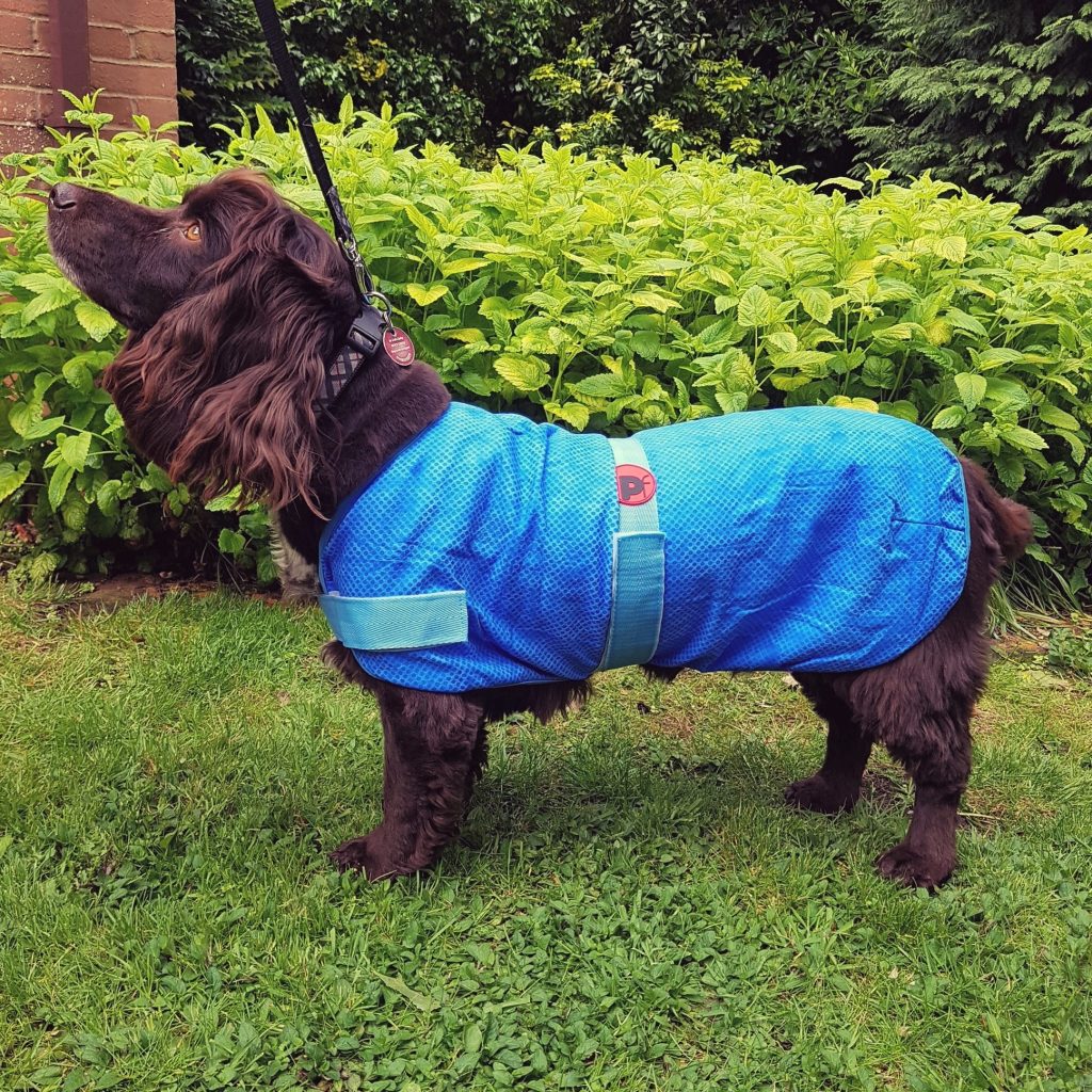 Dog Cooling Coat Chiller Jacket by PetFace, XSmall to Large. Feathers and Paws