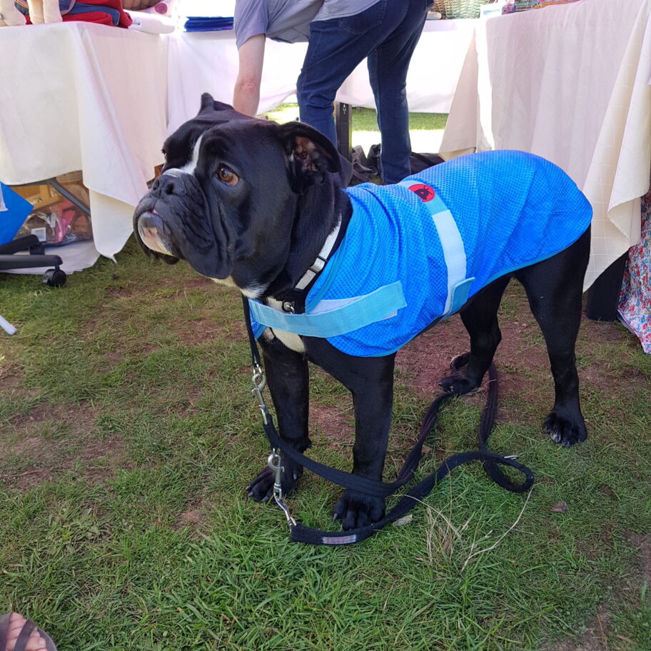 Dog Cooling Coat Chiller Jacket by PetFace, XSmall to Large. Feathers and Paws