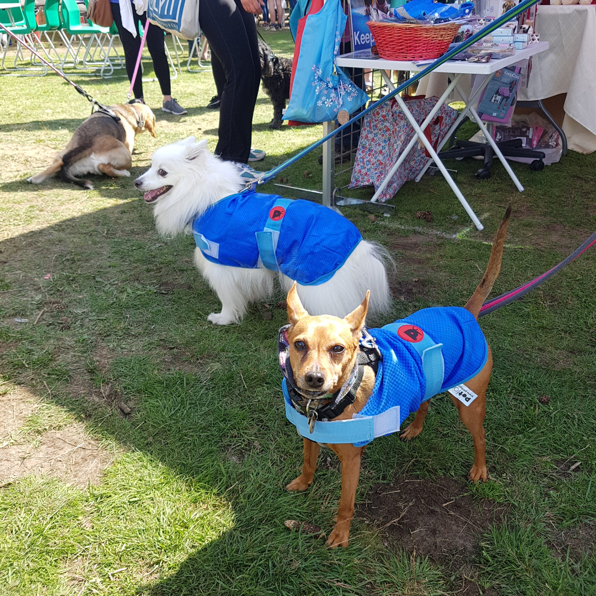 Dog Cooling Coat Chiller Jacket by PetFace, XSmall to Large. Feathers and Paws