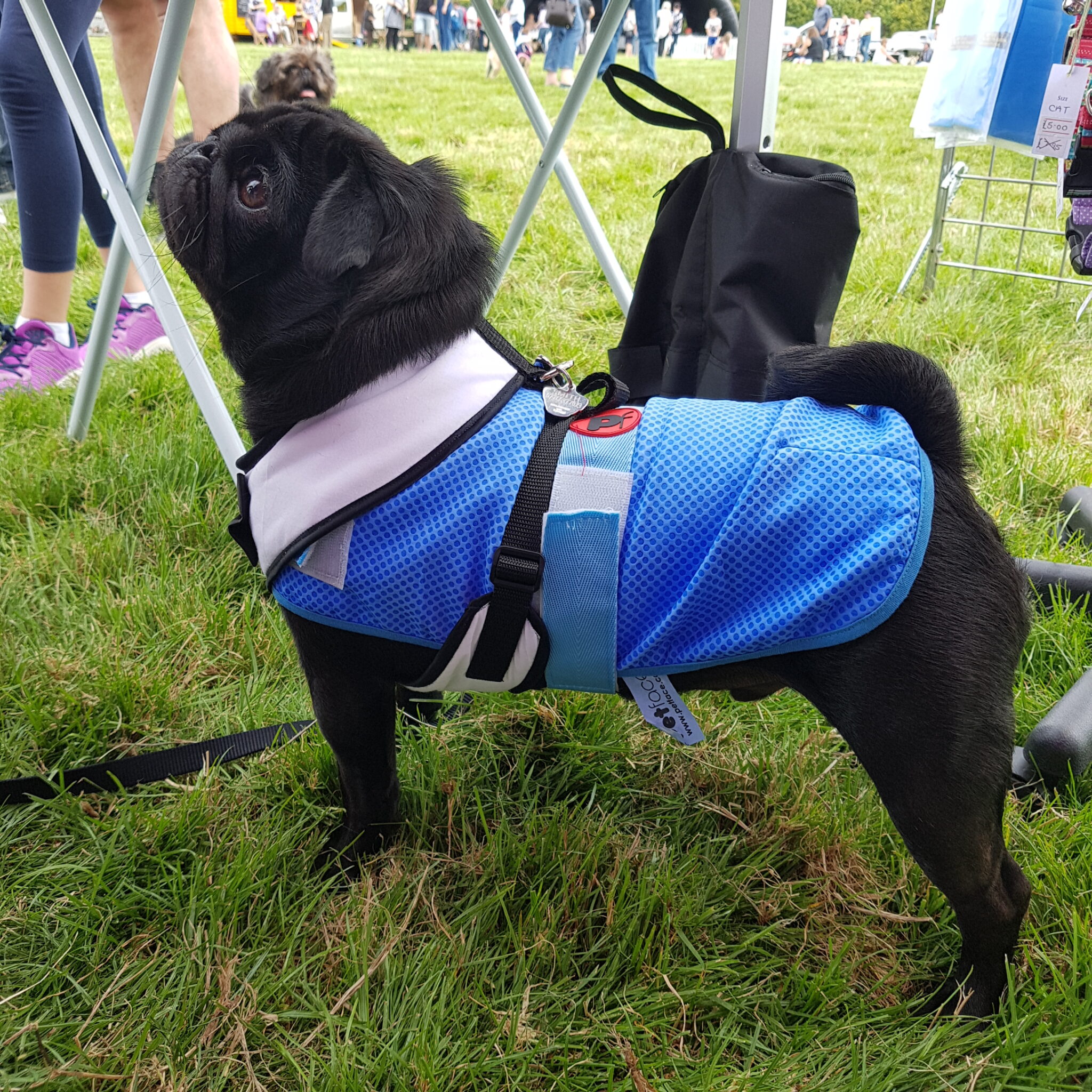 Dog Cooling Coat Chiller Jacket by PetFace, XSmall to Large. Feathers and Paws