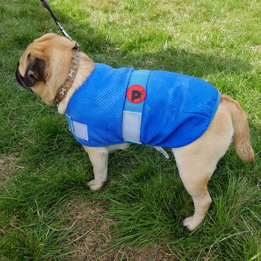 Dog Cooling Coat Chiller Jacket by PetFace, XSmall to Large. Feathers and Paws