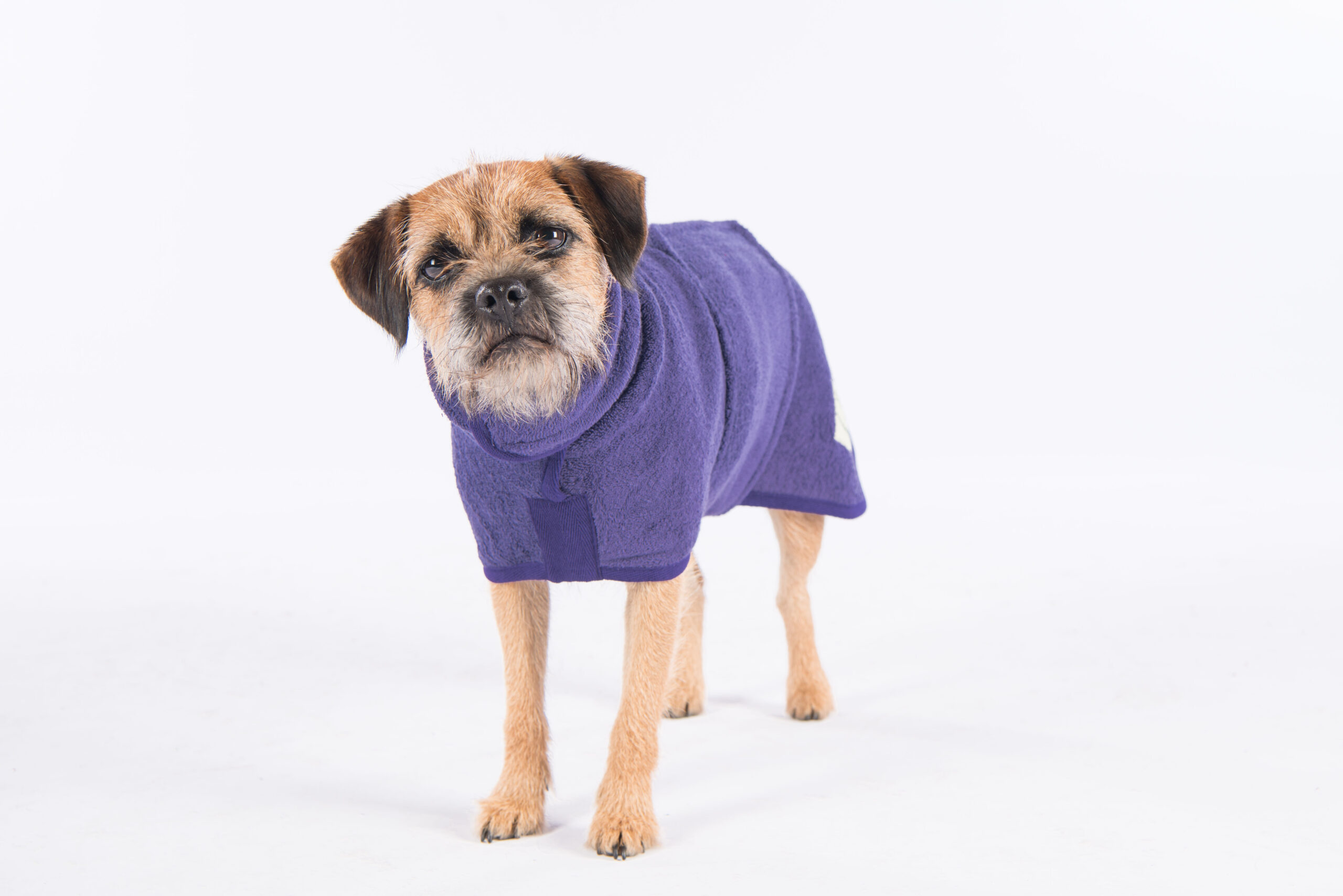 cockapoo drying coat