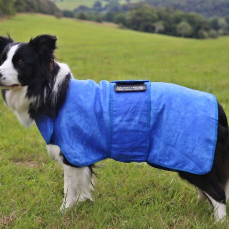 Aquamat dog cooling coat Clearance